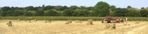 Hay-LR