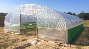 polytunnel-2