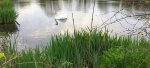 swan-new